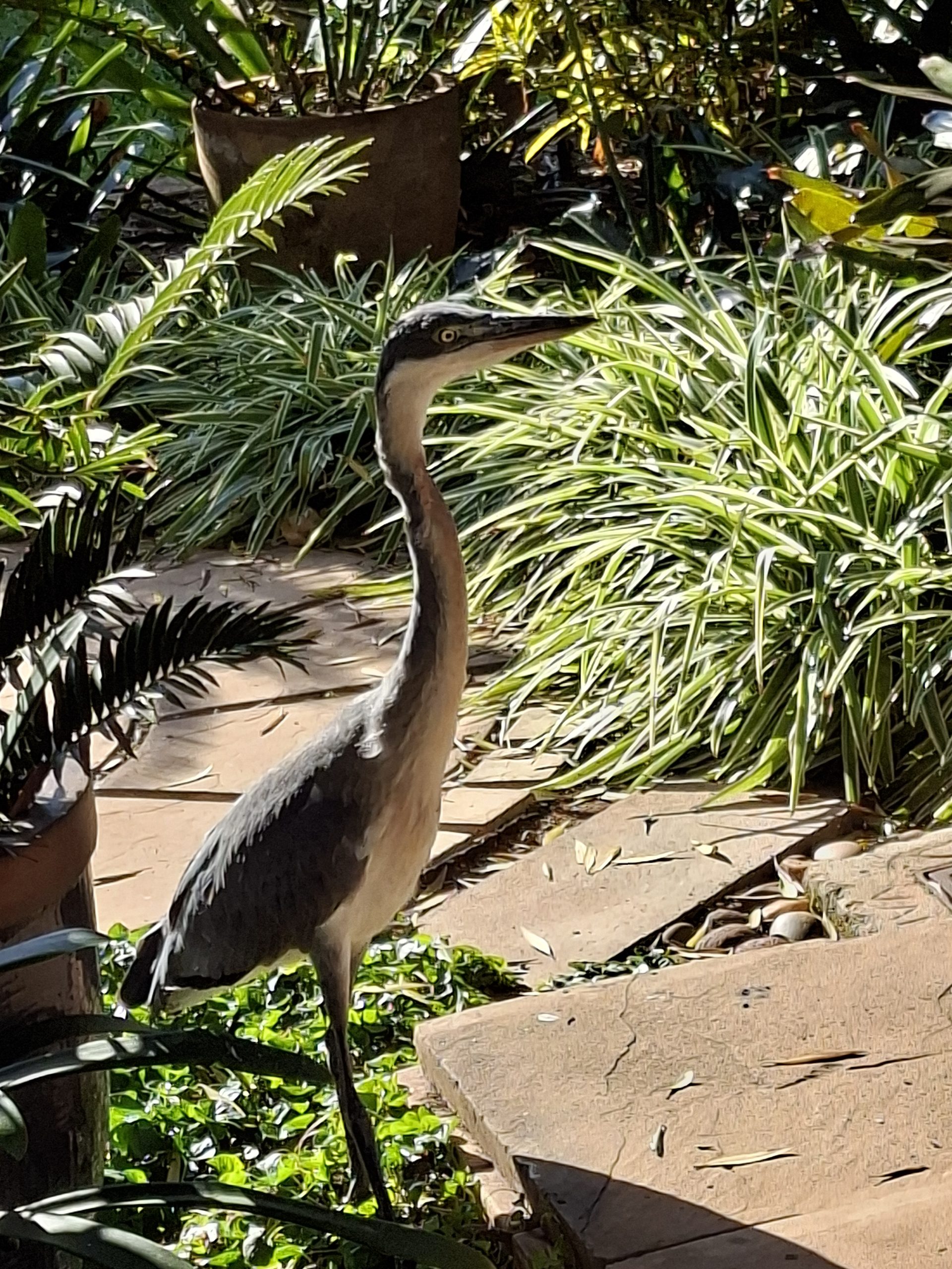 Onvolwasse swartkopreier / Immature black-headed heron